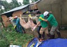 Bài tuyên truyền phòng chống dịch tả lợn Châu Phi